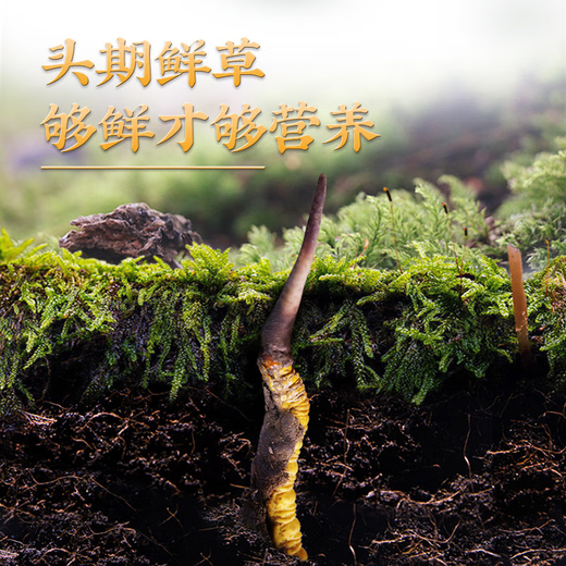 2025 Cordyceps frescos Auténtico Cordyceps fresco de primera fase 1,2 g/raíz Cordyceps fresco auténtico Suplemento de regalo gratuito Más de 1,2 g/raíz Almacenamiento congelado 100 Cordyceps frescos