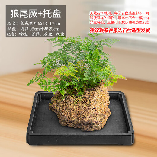 Stone flower pot absorbs water, water-stained stone, natural stone flower pot with asparagus, bamboo, calamus, succulents, micro landscape pot, 13-17cm stone pot + wolf tail fern, package 2