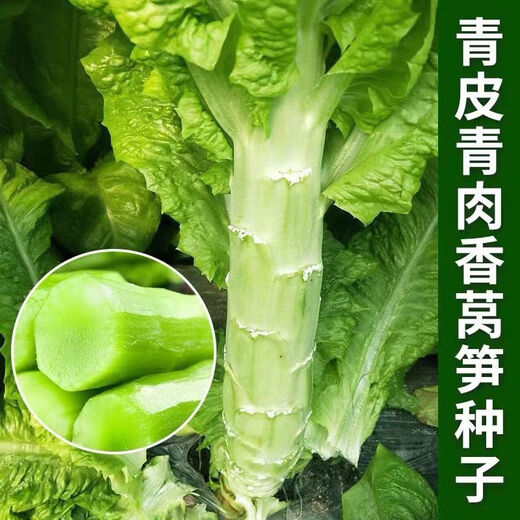 Four seasons lettuce seeds, green skin, green flesh, fragrant lettuce seeds, heat-resistant and cold-resistant, spring, autumn and winter green lettuce seeds, fast growing and delicious, one package of carefully selected grains, about 1010 grains, viable