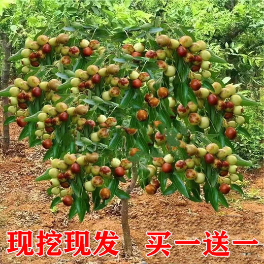 Qili grafted jujube seedlings, crispy sweet winter jujube seedlings, extra large current year results, southern and northern cold-resistant potted jujube seedlings, Dabailing 6-year seedlings, current year results, buy 1 get 1 free