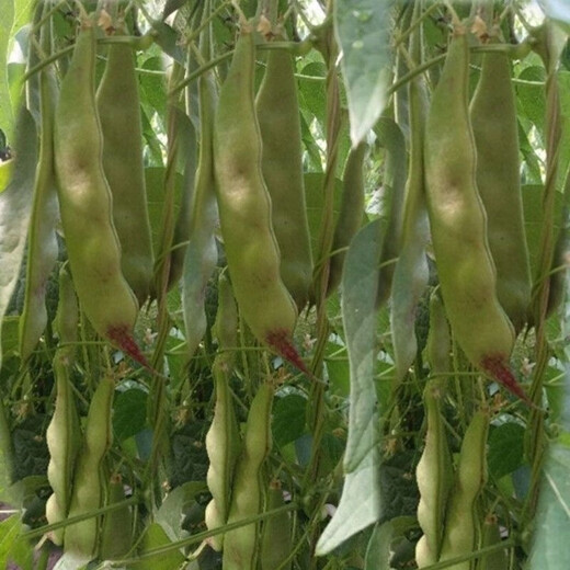 Shop: Purple-flowered oil beans, three-leaf Northeastern oil beans, gluten-free frame beans, boiled boiled early-ripening vegetables, purple-flowered oil beans seeds, 6 packs, about 240 capsules