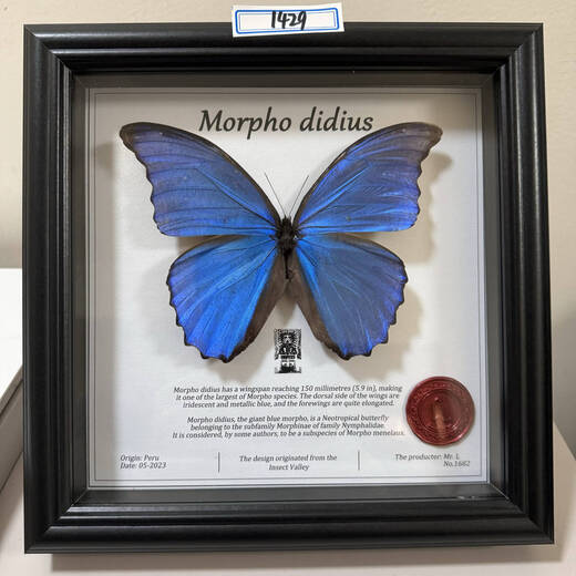 昆虫谷 大蓝闪蝶 蝴蝶标本相框蝴蝶艺术框真蝴蝶朋友节日礼物收藏 1484号