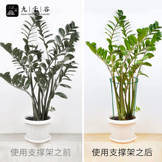 Jiuqiangu Plant Support Frame Gardening Flower Stand Balcony Garden Hydrangea Rose Climbing Semicircle 20*35CM 3 Pairs 6393