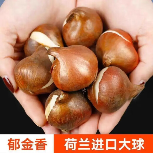 Tulip seed bulbs imported from the Netherlands, winter cold-resistant indoor and outdoor courtyard flower seeds, hydroponic plant pots, large balls, orange diamond, 5 balls + fertilizer (cheaper)