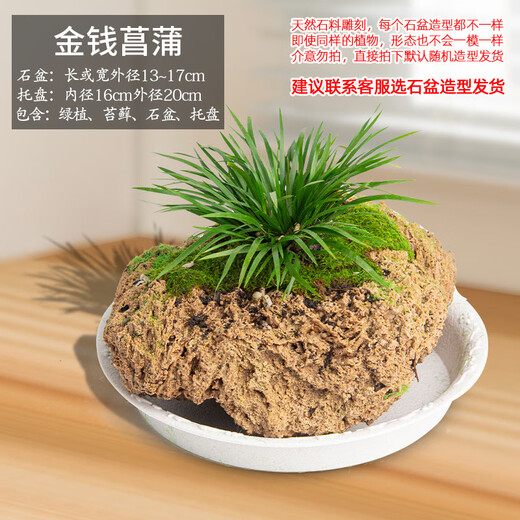Stone flowerpot absorbent stone water-absorbing stone original stone natural flowerpot with asparagus bamboo and calamus succulent plant micro landscape pot 13-17cm stone pot + money calamus set meal one