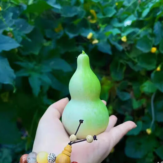 Extra small potted gourd seeds, hand-twisted gourd seeds, balcony ornamental ornaments, hand-twisted small gourd seeds, carefully selected grains, about 19 grains, gourd seeds