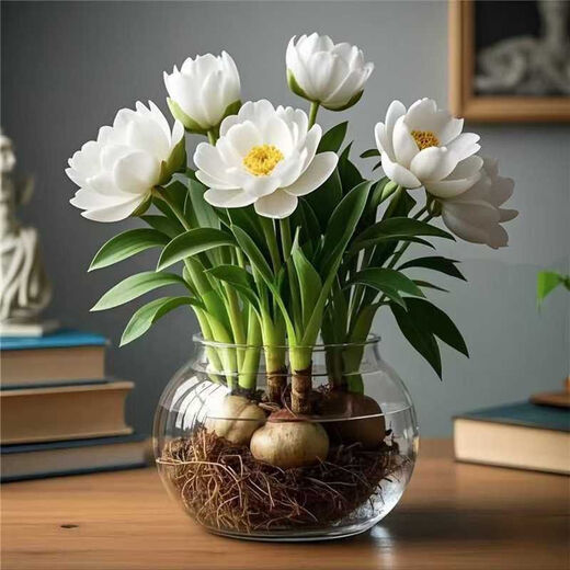 Strong fragrance hydroponic orchid ball potted plant is easy to grow indoors and outdoors in all seasons. Cold-tolerant hot water culture flowers can be planted in red. Mosquito-repellent four-season flower. 5 balls are preferred. Flowers burst into pots.