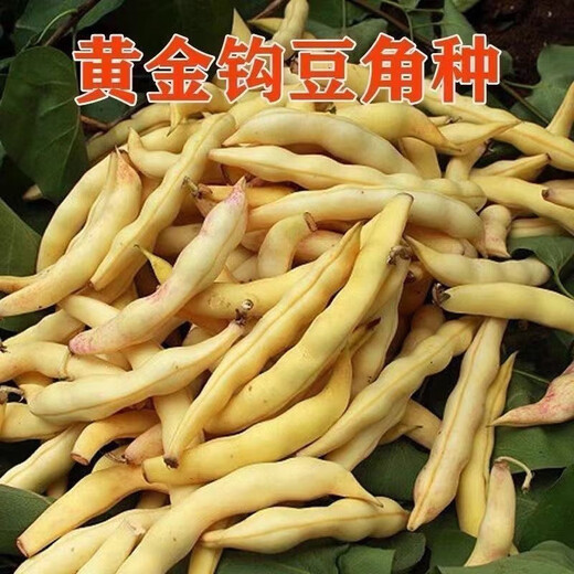 Golden Hook Frame Bean Seeds Golden Hook Northeastern Oil Carob Seeds Gluten-free and Fire-free Yellow Early Golden Hook Bean Seeds Easy to Plant Original 5 Packs About 150 Grains Free Fertilizer