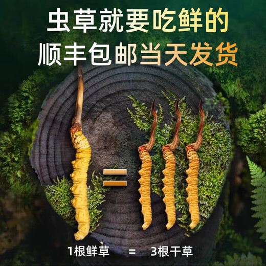 正品2025头期草新鲜冬虫夏草头茬虫草0.8克/根鲜虫草顺丰冷链发货 西藏鲜草每根0.5克30条送2条