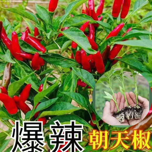 Chili pepper seedlings Chaotian pepper millet pepper thin-skinned pepper long-line pepper bell pepper sweet pepper colorful pepper screw pepper vegetable seedlings Chaotian pepper seedlings 3 plants
