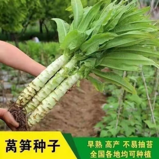 Four seasons lettuce seeds, green skin, green flesh, fragrant lettuce seeds, heat-resistant and cold-resistant, spring, autumn and winter green lettuce seeds, fast growing and delicious, one package of carefully selected grains, about 1010 grains, viable