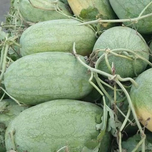 Xinhongbao watermelon seed larvae, green skin, large fruit, few seeds, sown in the courtyard and field in all seasons, giant water, Xinhongbao special - high quality, original 1 pack of about 50 capsules