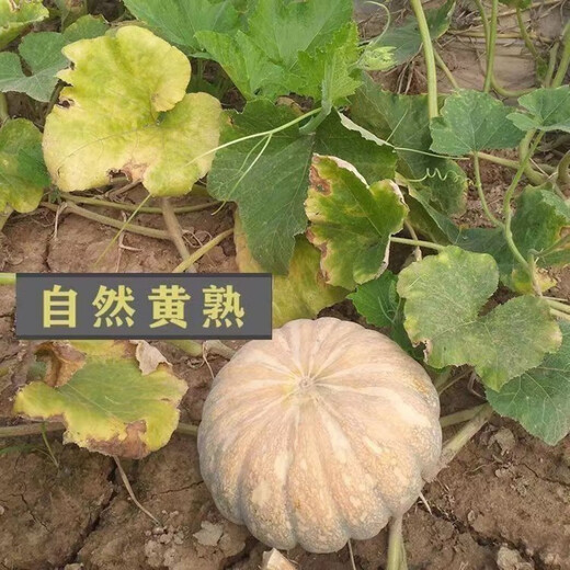 Specially Sweet Pumpkin Seed Flavor Sweet Pumpkin Vegetable Seed Lazy Mopan Large Pumpkin Seed Mopan Large Pumpkin Seed This year’s new species ST2998 new species 2 packs of about 44 seeds, good germination
