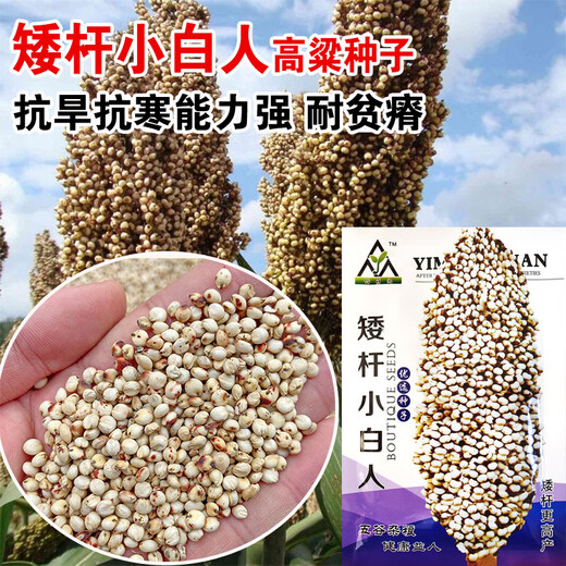 Qiuying edible dwarf sorghum seeds, white waxy sorghum seeds, Kyoto small white sorghum, high yield and disease resistance, field planting and wine making, dwarf small white sorghum 100g, eating rice, sorghum
