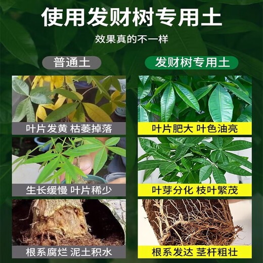 Spezialerde für Geldbäume, nährstoffreiche Erde, Blumenerde, Geldbaumdünger, spezielle Düngererde, Pflanzerde für grüne Topfpflanzen im Haushalt, Spezialerde für Geldbäume, 20 Jin, Jin entspricht 0,5 Kilogramm