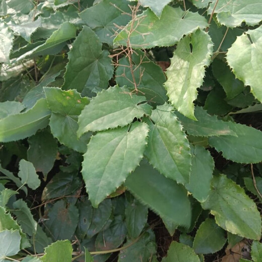 Wild Epimedium Seeds Epimedium Seed Roots Perennial Roots Fairy Spirit Spleen Four Seasons Evergreen Balcony Potted Plants Digging Now 5 Epimedium Seedlings Soil or Moss Moisturizing