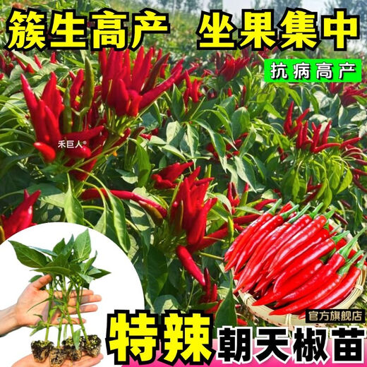 Chili pepper seedlings Chaotian pepper millet pepper thin-skinned pepper long-line pepper bell pepper sweet pepper colorful pepper screw pepper vegetable seedlings Chaotian pepper seedlings 3 plants