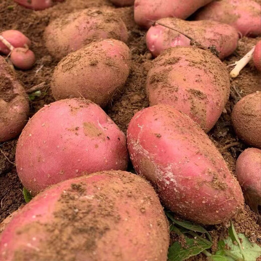 Jingxiansheng Yunnan red potatoes net weight 3Jin Jin is equal to 0.5 kg single fruit 80g + red skin yellow heart potato potato potato straight from the source