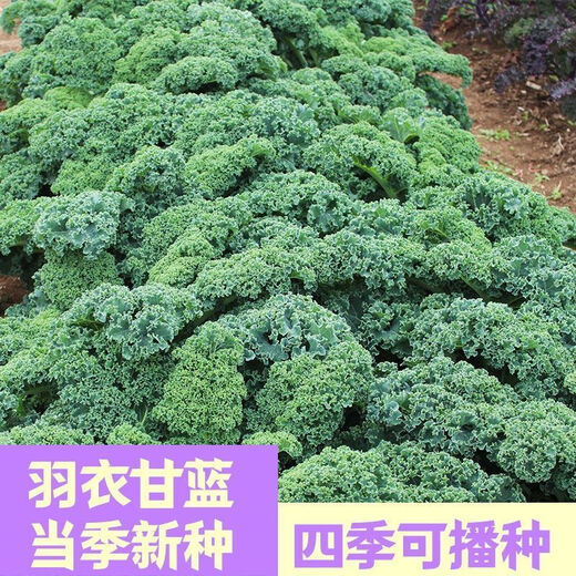 Kale seeds, kale seeds, balcony potted plants, easy to grow fruits and vegetables in the field, kale seeds, brand new seeds, selected grains, 2 packs, about 200 grains