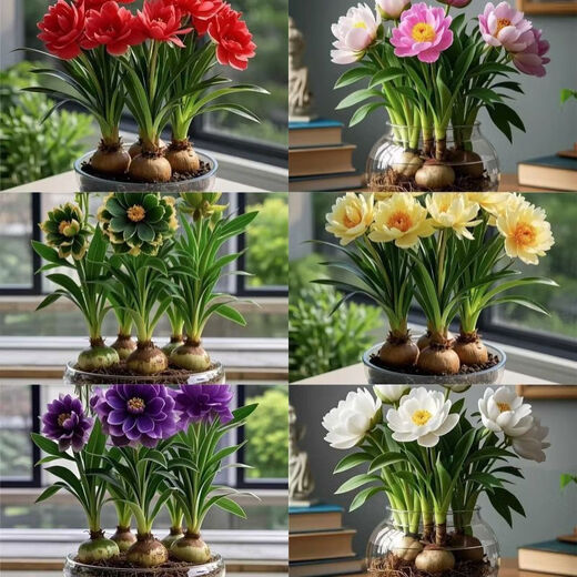 Strong fragrance hydroponic orchid ball potted plant is easy to grow indoors and outdoors in all seasons. Cold-tolerant hot water culture flowers can be planted in red. Mosquito-repellent four-season flower. 5 balls are preferred. Flowers burst into pots.