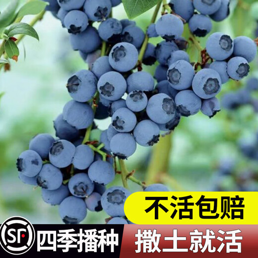Strawberry seeds, blueberry seeds, blueberry saplings, raspberry seeds, potted blue plum trees, fruit trees, rabbit eyes 300 capsules (blueberry)