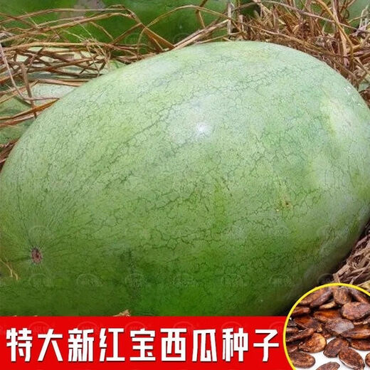 Xinhongbao watermelon seed larvae, green skin, large fruit, few seeds, sown in the courtyard and field in all seasons, giant water, Xinhongbao special - high quality, original 1 pack of about 50 capsules