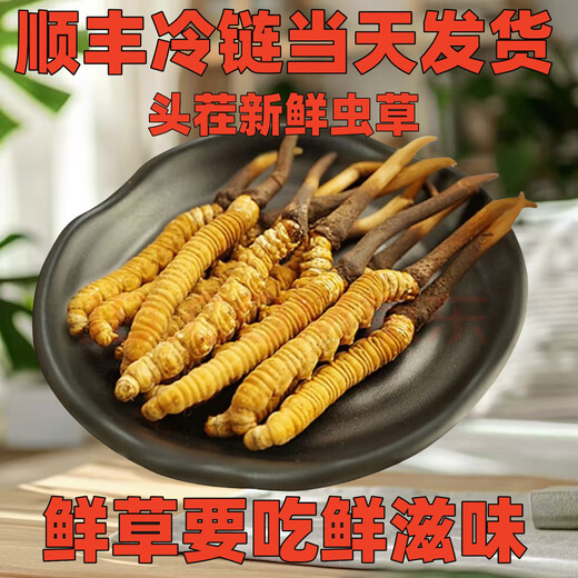 正品2025头期草新鲜冬虫夏草头茬虫草0.8克/根鲜虫草顺丰冷链发货 西藏鲜草每根0.5克30条送2条