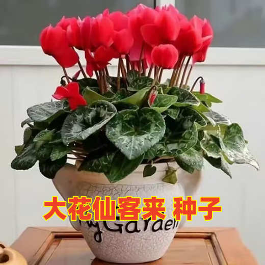 8645 people praised Double Cyclamen Seeds Cyclamen Seeds New Year's Eve Flower Plants for Balcony Indoor and Outdoor Pots Cyclamen Seeds All Colors Mixed Version Two Packs of Seeds 276 + Fertilizer