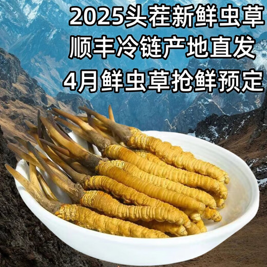 Cordyceps frais Sinensis Verrouillage sous vide Emballage frais Sf Express Chaîne froide Origine droite Sélection de cheveux Big Gras