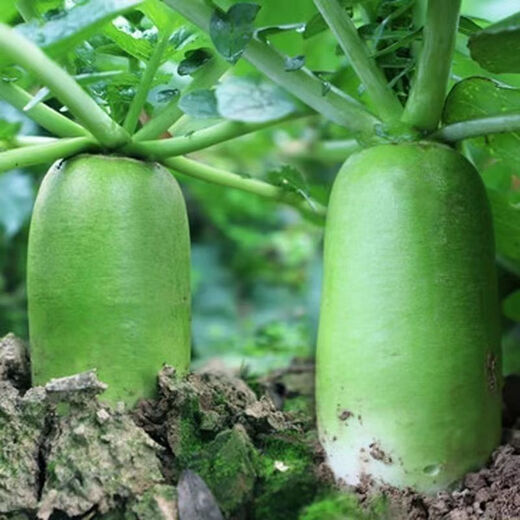 Rock sugar fruit radish seeds are crispy and sweet when eaten raw. Heat-resistant green radish is sown in all seasons. Green radish farm vegetable seeds. Green skin and green heart fruit radish seeds. G#986 selected new species. About 300 capsules.
