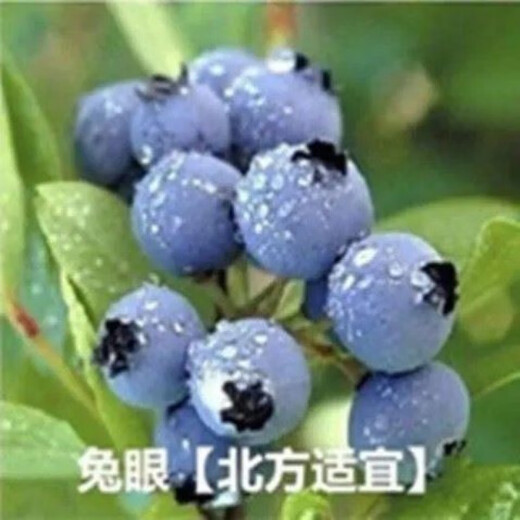 Strawberry seeds, blueberry seeds, blueberry saplings, raspberry seeds, potted blue plum trees, fruit trees, rabbit eyes 300 capsules (blueberry)