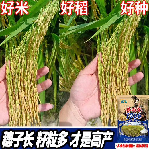 新种国审高产玮两优1206水稻水稻种子稻谷新品种抗倒抗病长粒 玮两优1206一袋【2500克】原装发 国审新种高产稻
