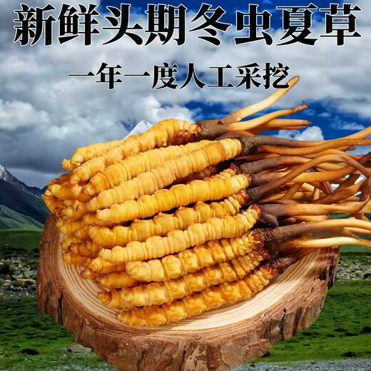 正品2025头期草新鲜冬虫夏草头茬虫草0.8克/根鲜虫草顺丰冷链发货 西藏鲜草每根0.5克30条送2条