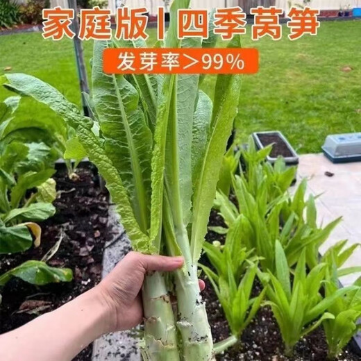 Four seasons lettuce seeds, green skin, green flesh, fragrant lettuce seeds, heat-resistant and cold-resistant, spring, autumn and winter green lettuce seeds, fast growing and delicious, one package of carefully selected grains, about 1010 grains, viable