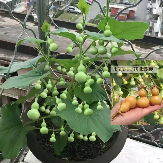 Extra small potted gourd seeds, hand-twisted gourd seeds, balcony ornamental ornaments, hand-twisted small gourd seeds, carefully selected grains, about 19 grains, gourd seeds