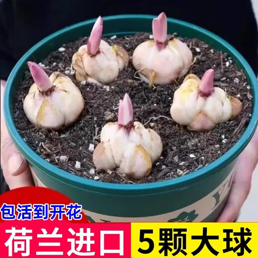 Perfume lily bulbs with buds bloom in all seasons indoors and outdoors on the balcony. Multi-headed lilies are cold-resistant and easy to grow. Lucky Angel ships with buds, 5 balls (cheaper)