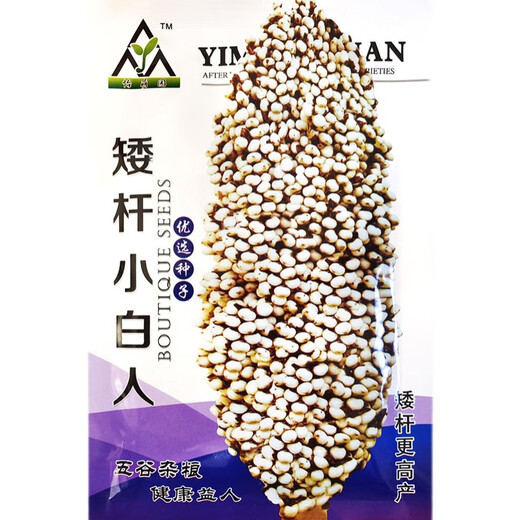 Qiuying edible dwarf sorghum seeds, white waxy sorghum seeds, Kyoto small white sorghum, high yield and disease resistance, field planting and wine making, dwarf small white sorghum 100g, eating rice, sorghum