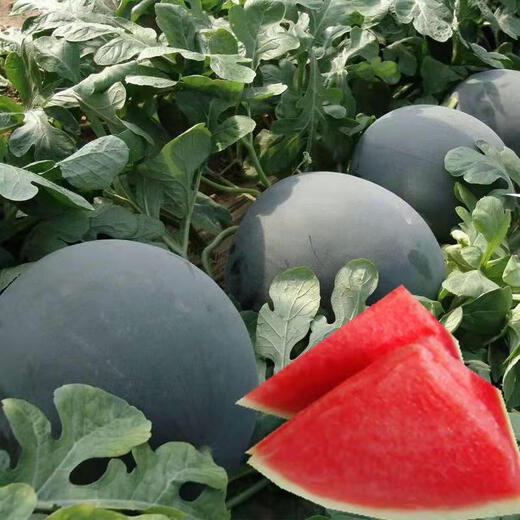 Qizhe seedless watermelon seeds with black skin and red flesh, extra large lazy super sweet giant seedless watermelon fruit seeds with crack-resistant melon, black skin and seedless watermelon 1 pack (40 pieces)