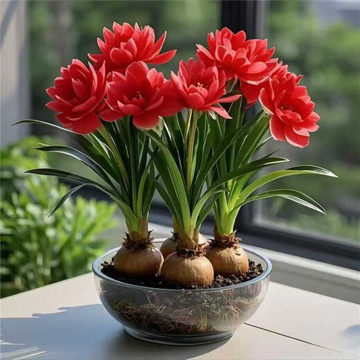 Strong fragrance hydroponic orchid ball potted plant is easy to grow indoors and outdoors in all seasons. Cold-tolerant hot water culture flowers can be planted in red. Mosquito-repellent four-season flower. 5 balls are preferred. Flowers burst into pots.