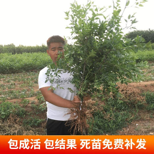 Qili grafted jujube seedlings, crispy sweet winter jujube seedlings, extra large current year results, southern and northern cold-resistant potted jujube seedlings, Dabailing 6-year seedlings, current year results, buy 1 get 1 free