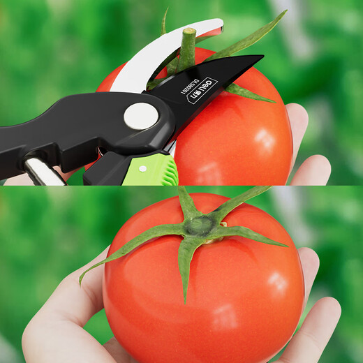Deli branch pruning scissors, tomato flower gardening, special fruit picking scissors, garden pruners, fruit tree pruning scissors, 8-inch labor-saving model, free gloves + knife oil