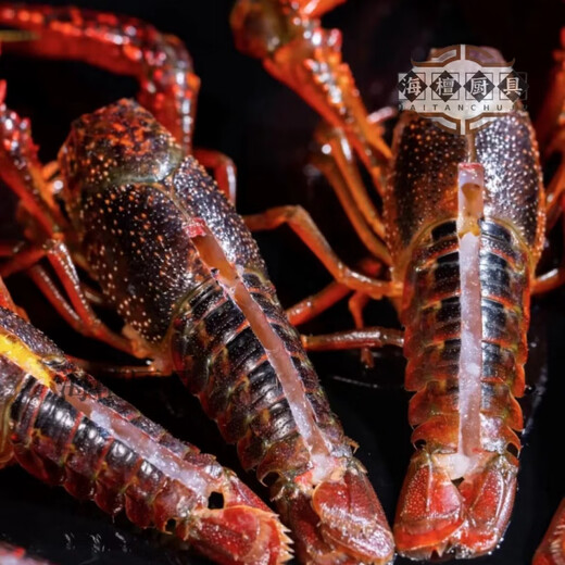 Miaopule Germany imported high-quality lobster back-opening scissors to remove shrimp lines, shrimp path scissors, upgraded version, can cut the back of shrimp without hurting your hands, black gold *1 pair