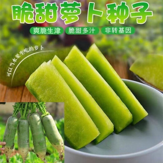 Rock sugar fruit radish seeds are crispy and sweet when eaten raw. Heat-resistant green radish is sown in all seasons. Green radish farm vegetable seeds. Green skin and green heart fruit radish seeds. G#986 selected new species. About 300 capsules.