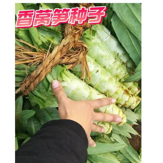 Four seasons lettuce seeds, green skin, green flesh, fragrant lettuce seeds, heat-resistant and cold-resistant, spring, autumn and winter green lettuce seeds, fast growing and delicious, one package of carefully selected grains, about 1010 grains, viable