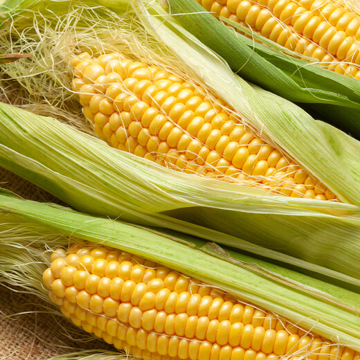 佳农宝菜山东新鲜水果玉米鲜嫩多汁健康轻食玉米4-6根4.5斤装源头直发