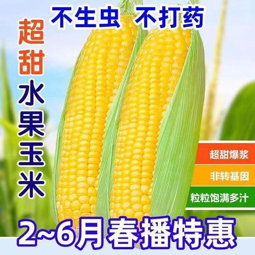 Sweet and crispy fruit corn big sticks, early maturing, fragrant and super sweet corn, eaten raw in the field for all seasons, high quality fruit corn seeds, newly planted in season - 3 packs, about 153 seeds