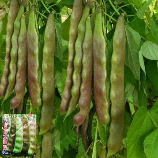 Shop: Purple-flowered oil beans, three-leaf Northeastern oil beans, gluten-free frame beans, boiled boiled early-ripening vegetables, purple-flowered oil beans seeds, 6 packs, about 240 capsules