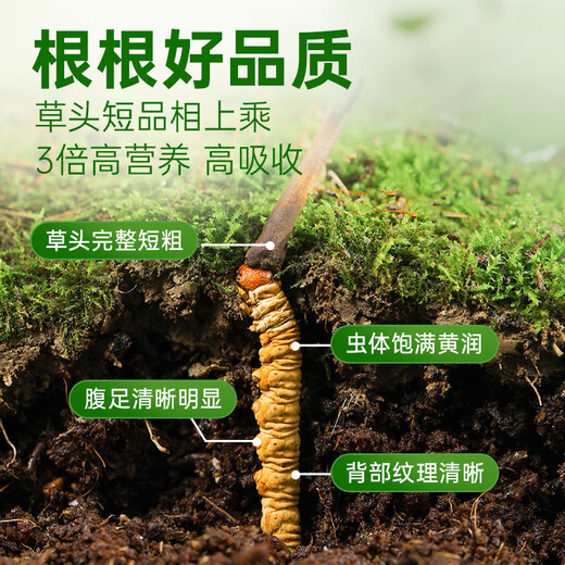 Yuanjiangcao Fresh Cordyceps Sinensis 2025 First Crop Fresh Cordyceps 0.6~0.7g/root 50 roots Directly shipped from the source and shipped coldly