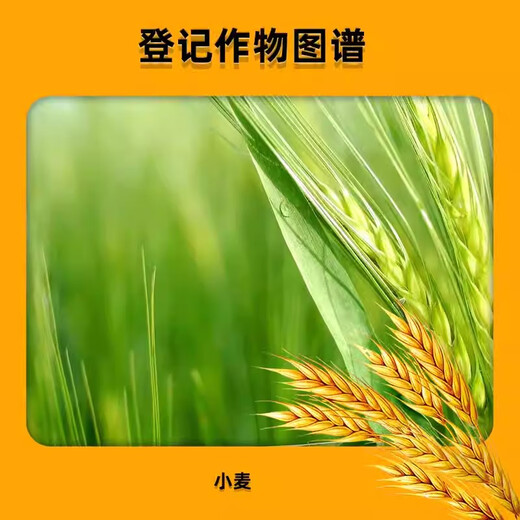 Lezhuangfeng 28 high brassinolide wheat plant growth regulator to strengthen seedlings and seedlings, Yuntai lactone 500ml*20 bottles, whole box