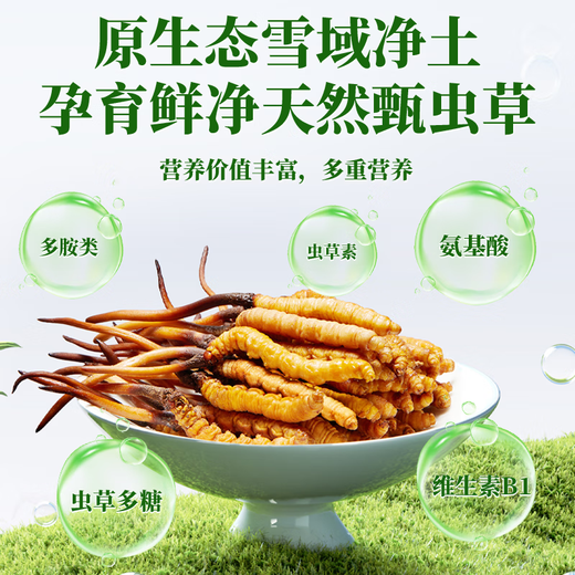 2025新鲜冬虫夏草头期精选鲜虫草顺丰冷链产地直发大号鲜草 西藏新鲜虫草每条0.5克20条装